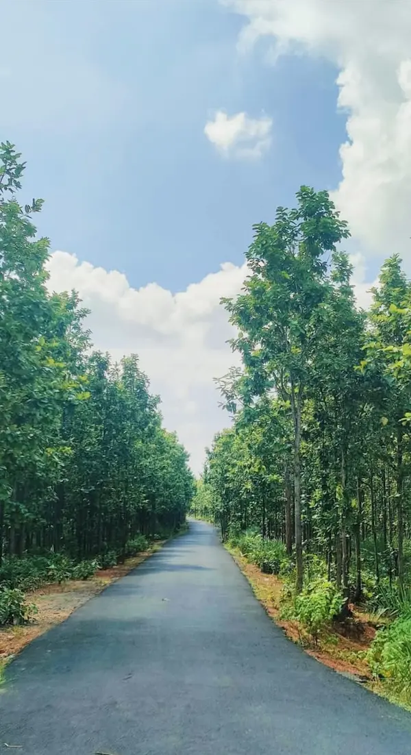 Forest Trails