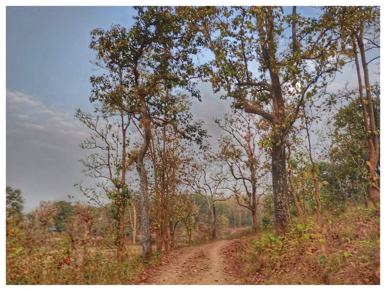 Kankrajhore Forest
