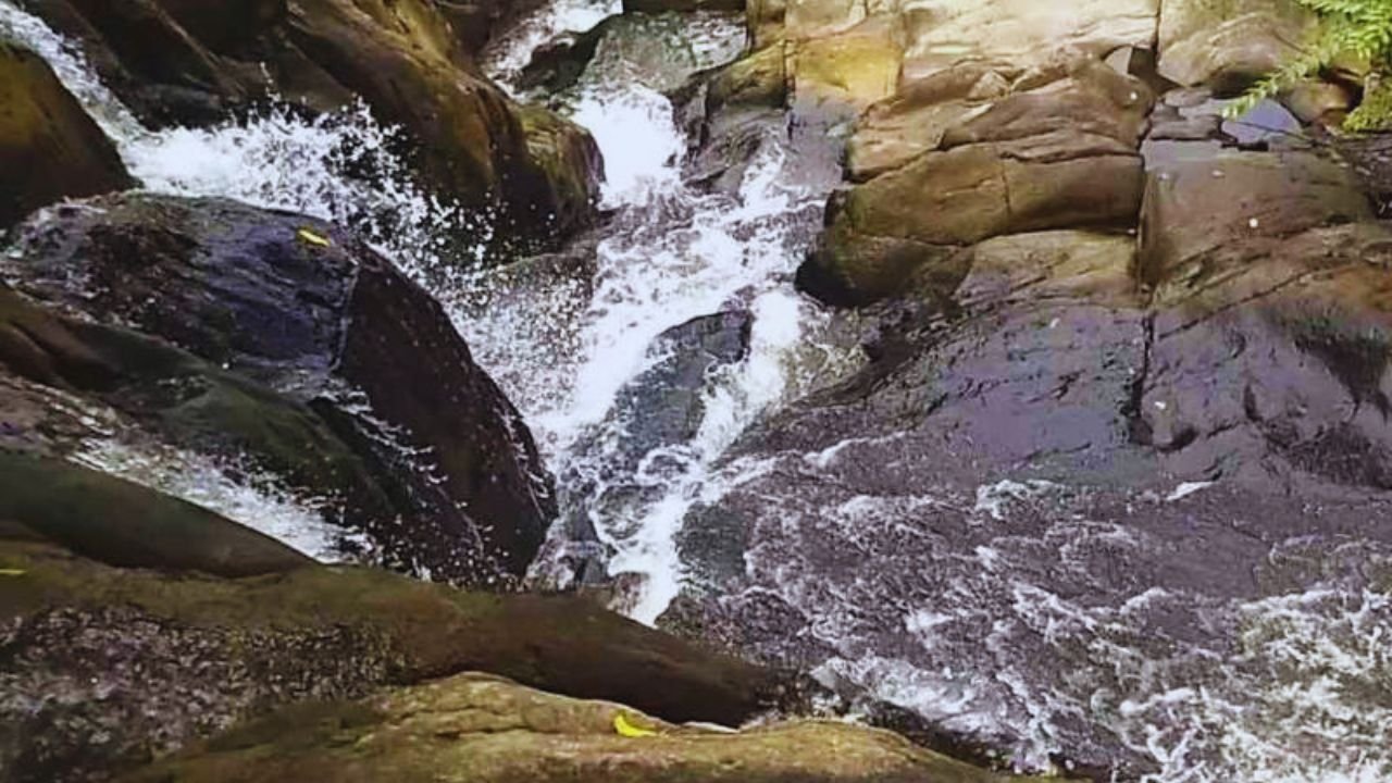 Dhangikusum
